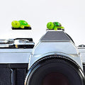 Camera Hot Shoe Cover, Cute Hot Shoe Cap, Hot Shoe Protector Compatible with Sony Fujifilm Fuji Canon Nikon Pentax Leical Panasonic (2pcs Tortoise) by MENGSOOD