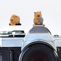 Camera Hot Shoe Cover, Cute Hot Shoe Cap, Hot Shoe Protector Compatible with Sony Fujifilm Fuji Canon Nikon Pentax Leical Panasonic (2pcs Capybara) by MENGSOOD