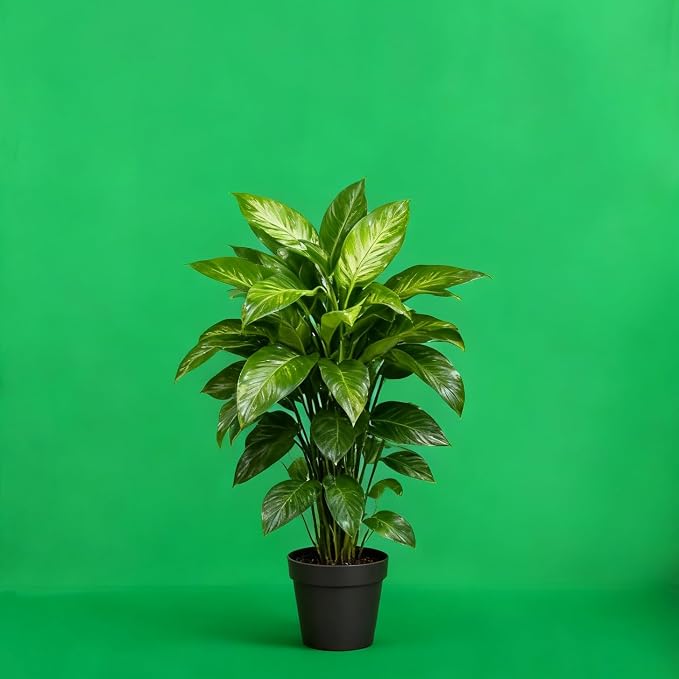 Green Screen Backdrop 10x20ft Photo Backdrop Chromakey Muslin Portrait Green Backdrop for PS Keying/Video Creation/Studio Portrait Shoots - Image 3