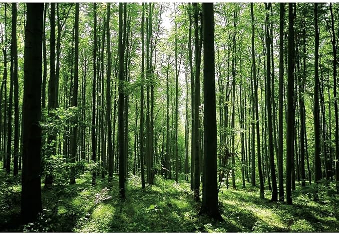 Jungle Forest Photography Backdrop 8x6ft Green Rainforest Sunlight Grassland Wonderland Nature Landscape Background for Spring Adventure Camping Hiking Theme Party Decoration Banner Photoshoot Prop - Image 3