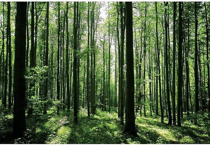 Jungle Forest Photography Backdrop 10x8ft Green Rainforest Sunlight Grassland Wonderland Nature Landscape Background for Spring Adventure Camping Hiking Theme Party Decoration Banner Photoshoot Prop - Image 3