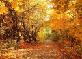 10x8 FT Fall Leaves Forest Autumn Backdrop Wedding Party Park Bridal Shower Theme Background for Photography YouTube Outdoor Travel Family Birthday Photo Props, Clear by Unknown
