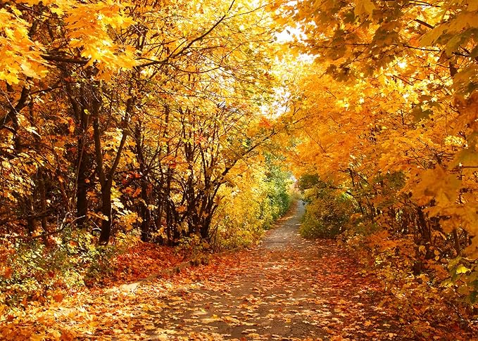 8x6 FT Fall Leaves Forest Autumn Backdrop Wedding Party Park Bridal Shower Theme Background for Photography YouTube Outdoor Travel Family Birthday Photo Props, Clear by Unknown